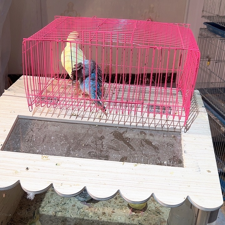 虎皮鹦鹉大头虎皮鹦鹉