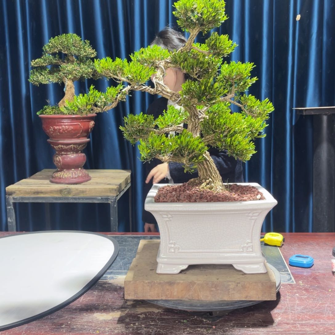 四季常青老桩黄杨盆景