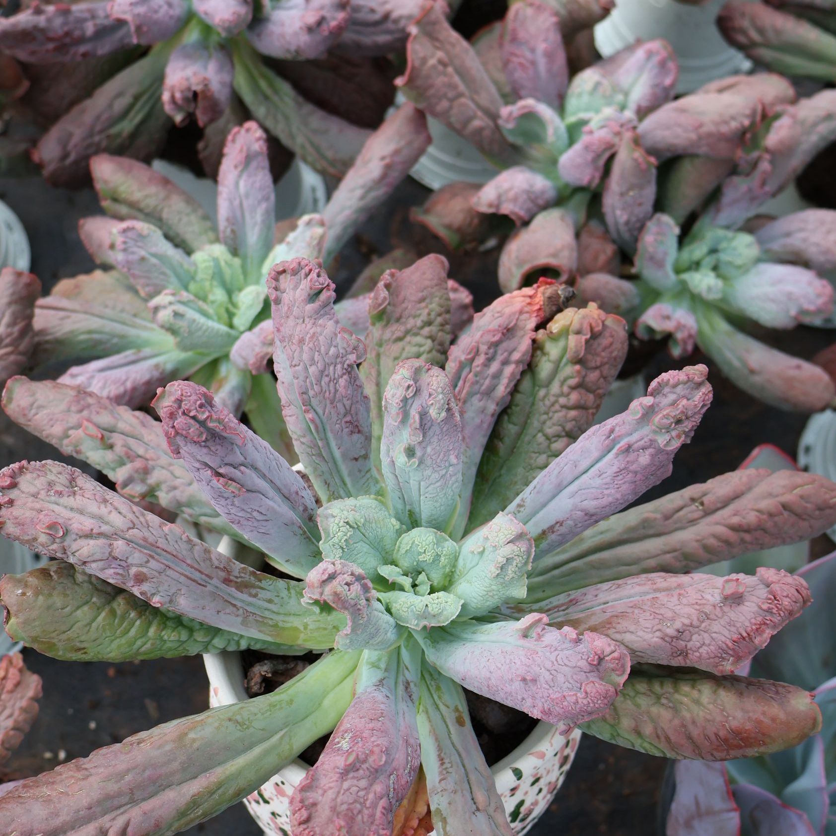 好养好活的盆栽狂野男爵多肉 | 喜光耐旱，新手也能轻松驾驭