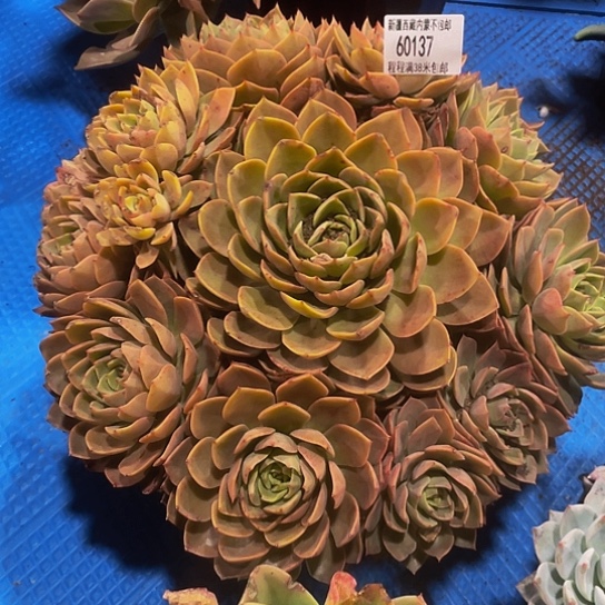 孙*娘贝拉60137多肉