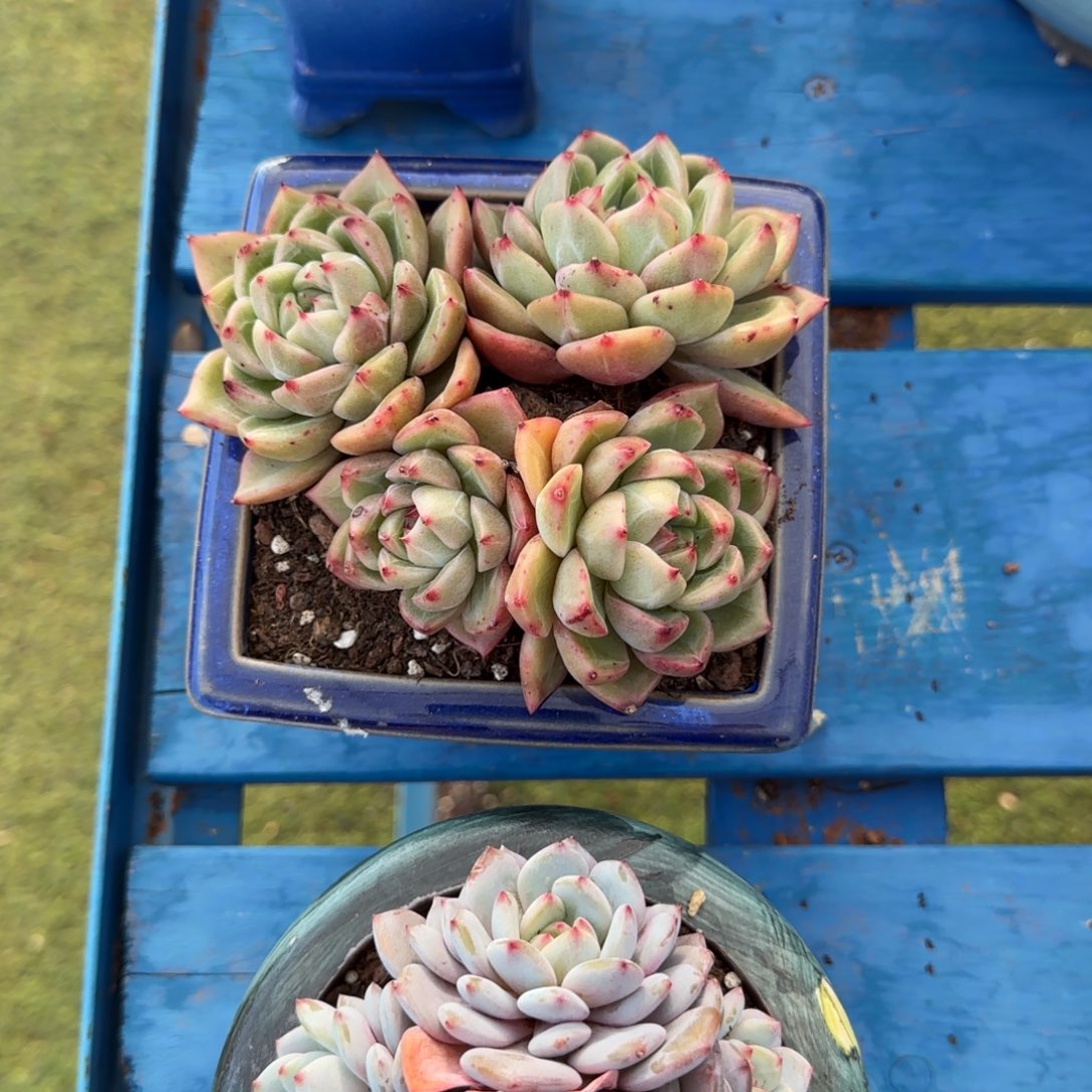 不***心还好吧姐姐你那么难