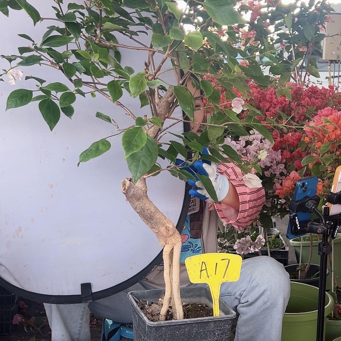 李****大部分花苞少量开放A17红樱