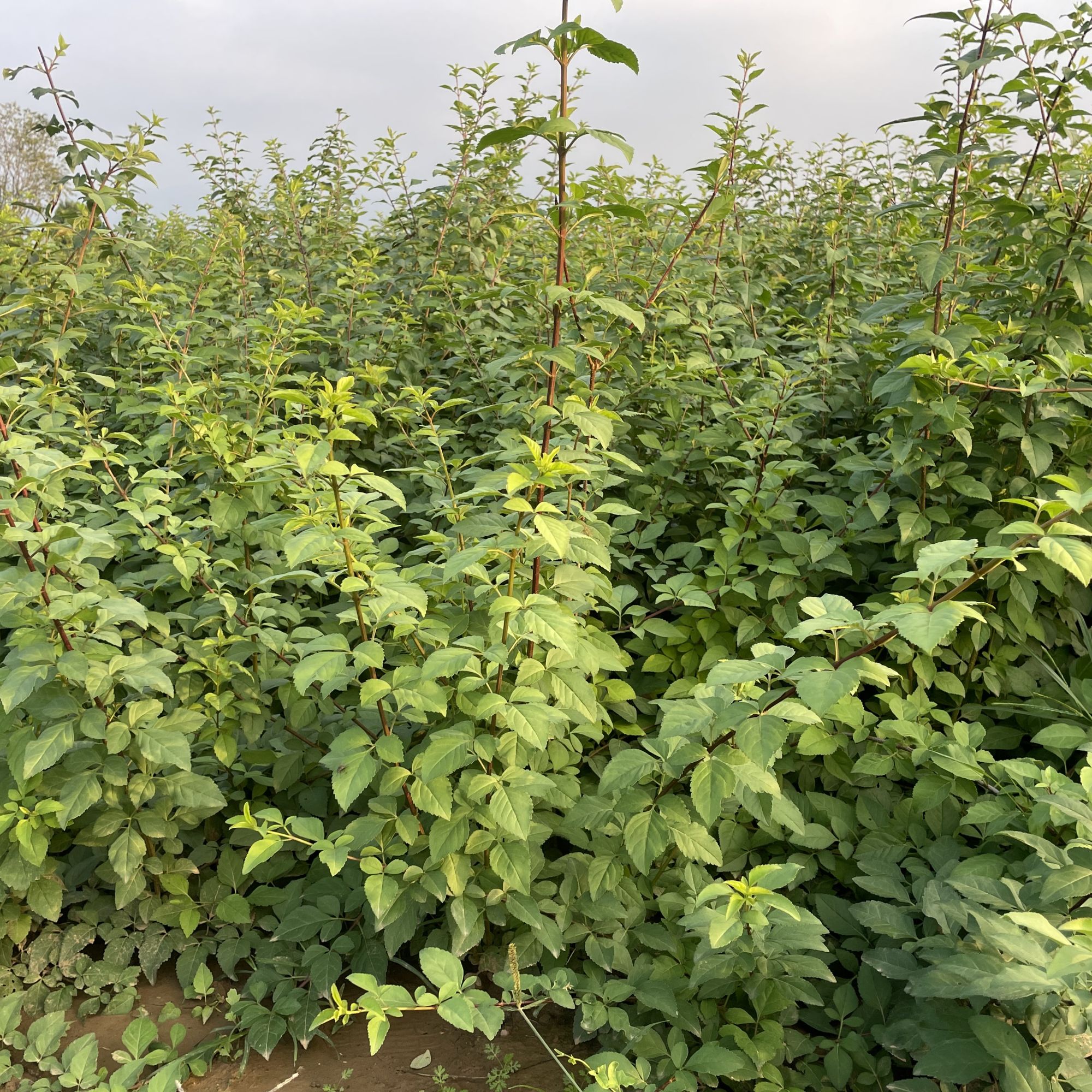 bizhuo/碧琢高产易成活3号连翘苗果树树苗基地直发石楠花银杏树