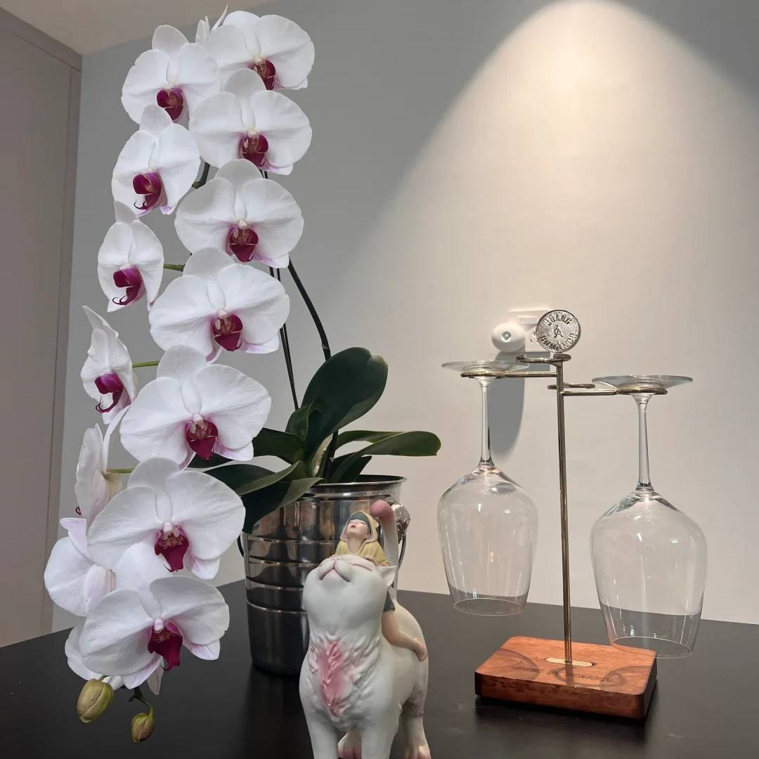 蝴蝶兰【白花红心】蝴蝶兰盆栽云南基地直发中通