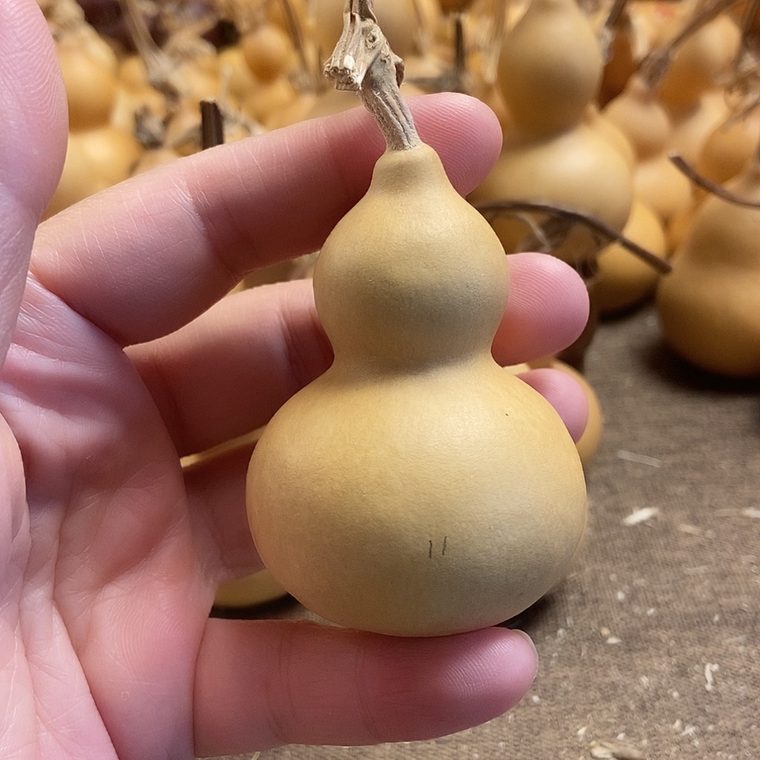 文玩葫芦 完美主义者 慎拍11