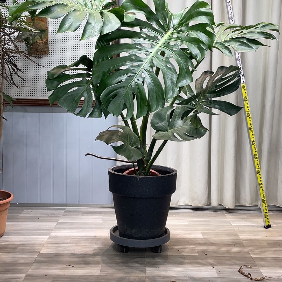 我的心好痛啊我的心真的好痛啊好