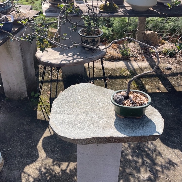 四***学完全开放盆景园林12345678