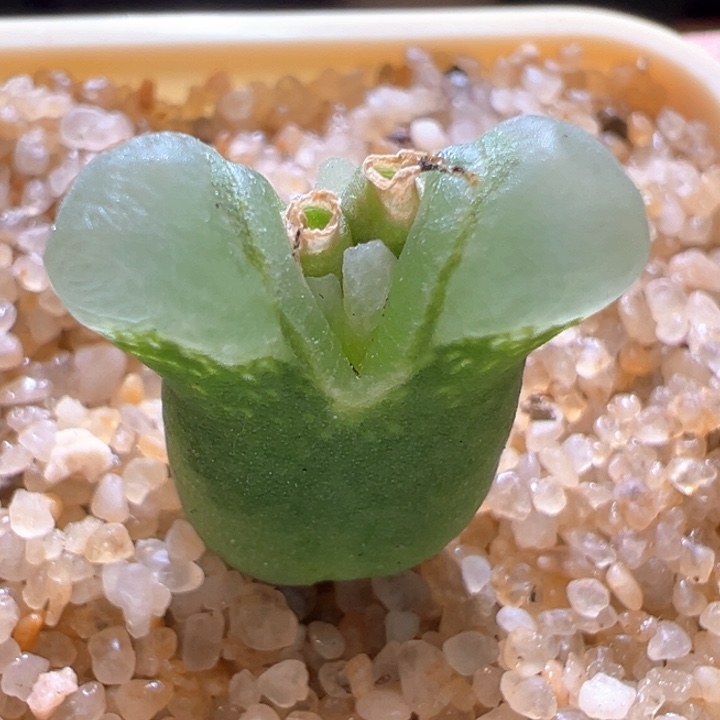 617。 优选双花奶瓶风铃。   1141超级奶瓶。  