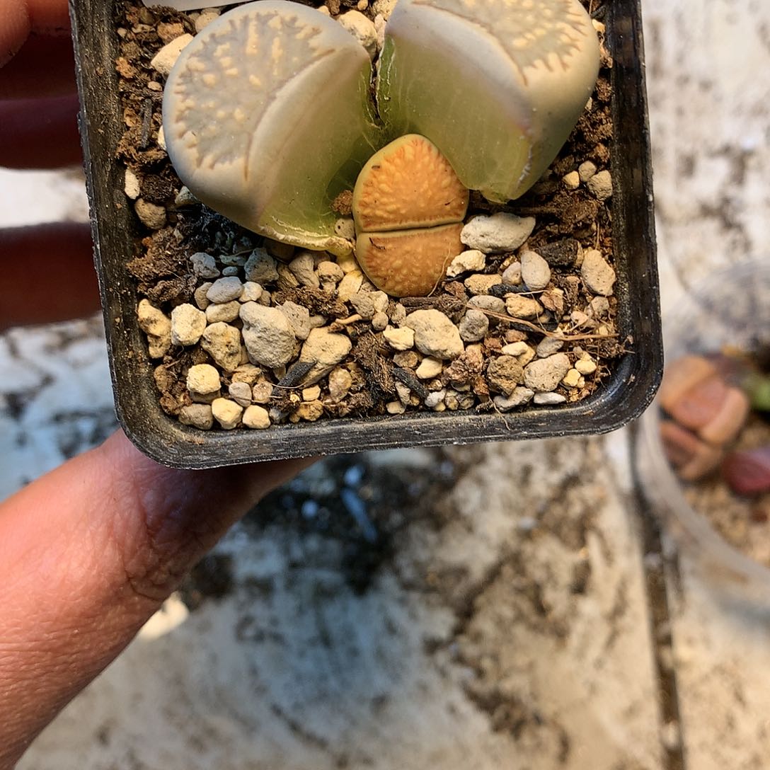 B287多肉植物保护研究所