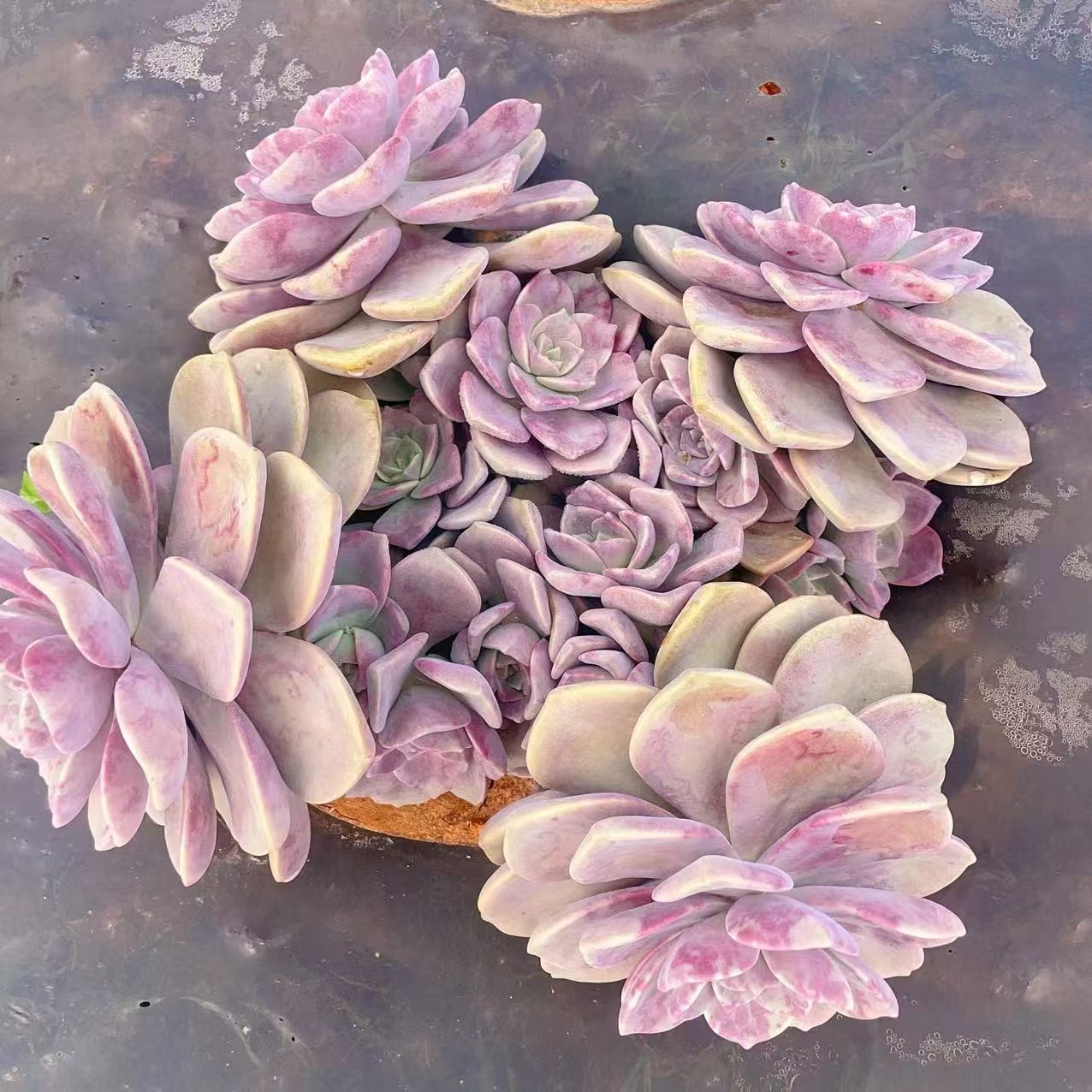 地栽紫乐满满一箱（断枝断头不售后）新手好养园艺种植多肉绿植