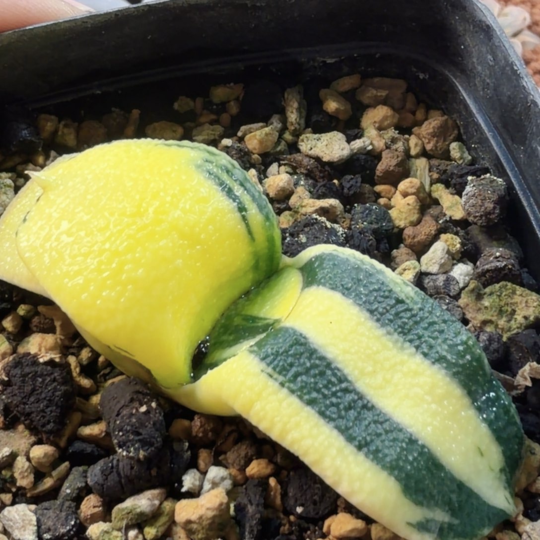 椒***狼无花朵军配卧牛锦福利