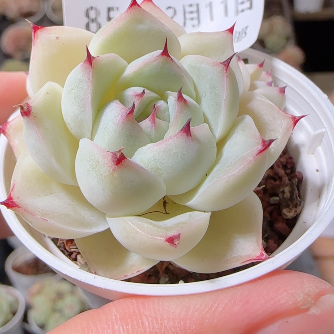 花语多肉1211-85白魔仙散