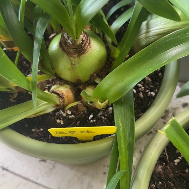 无花朵恐龙妹主球6+带30侧