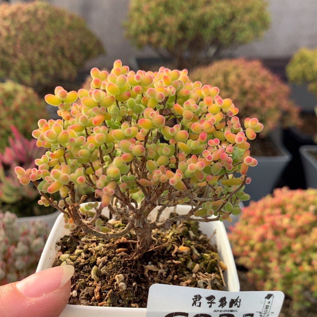 833金橘糖球          