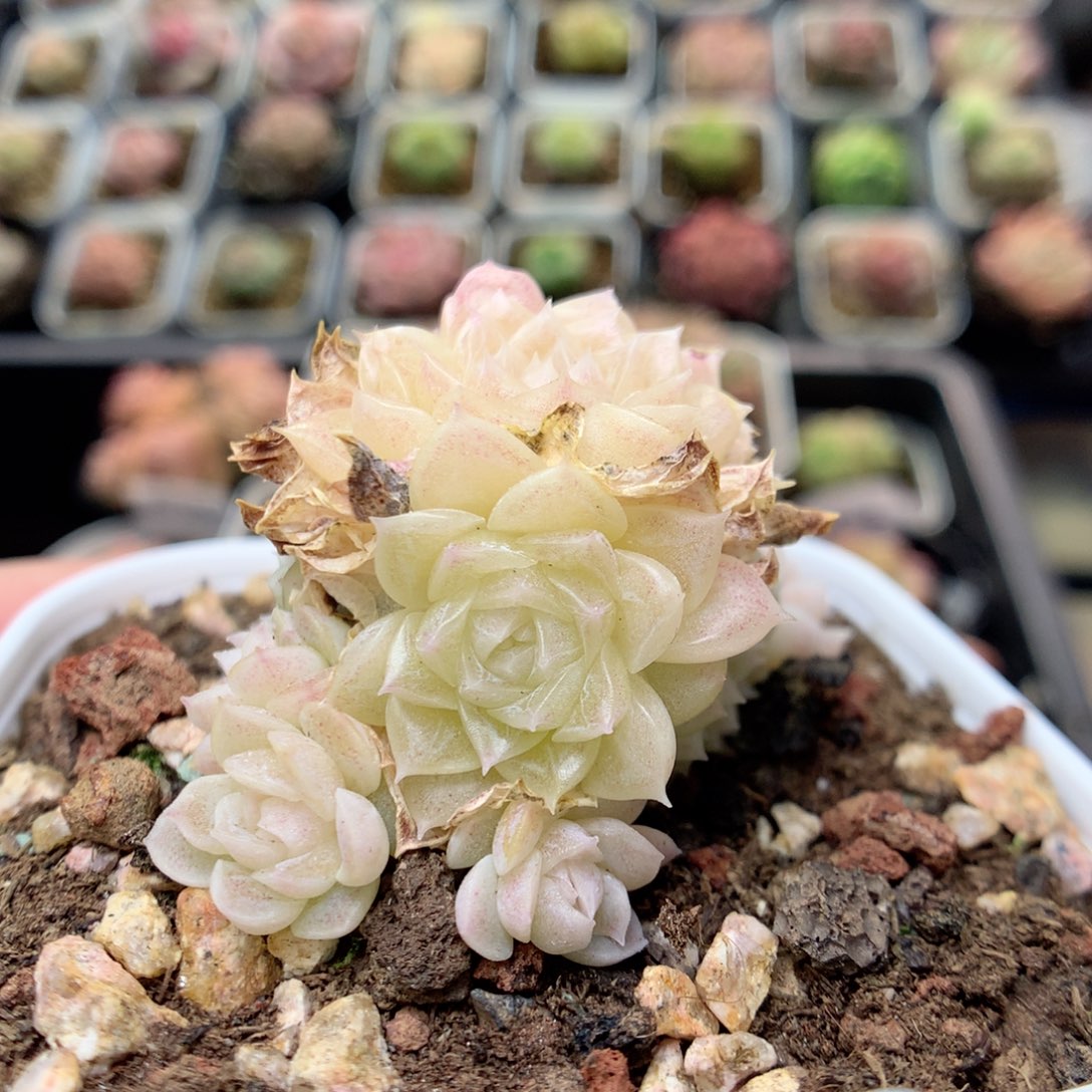 C17白体珠光冰透麦杆起