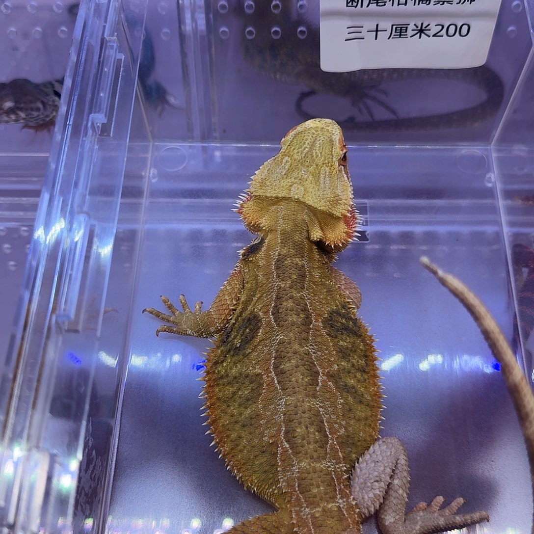 鬃狮蜥瑕疵柑橘30厘米特价200