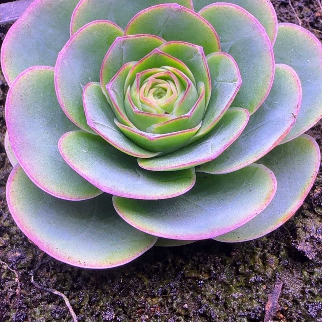 王妃玫瑰5厘米13134343436