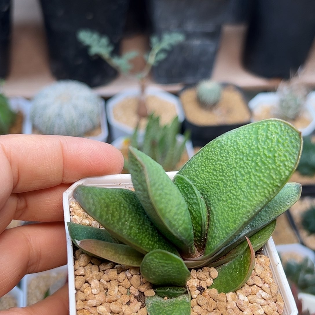 小颗粒军配卧牛一颗