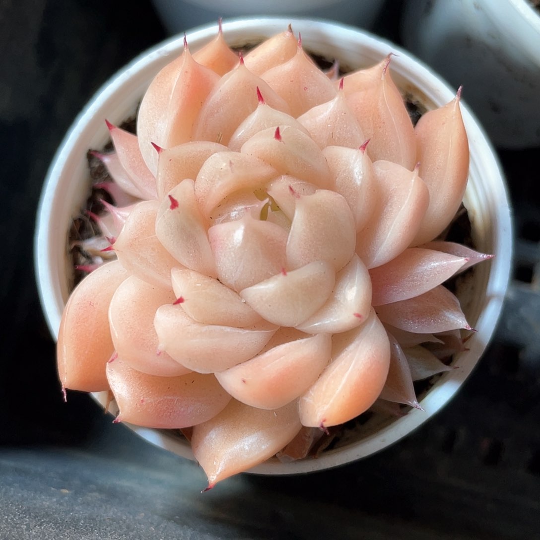 优选麦秆福利9401