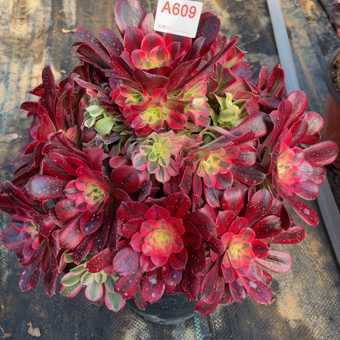 精品法师多肉美杜莎609