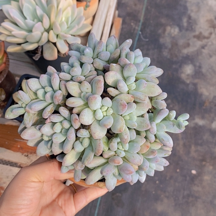 香水老桩11111111111