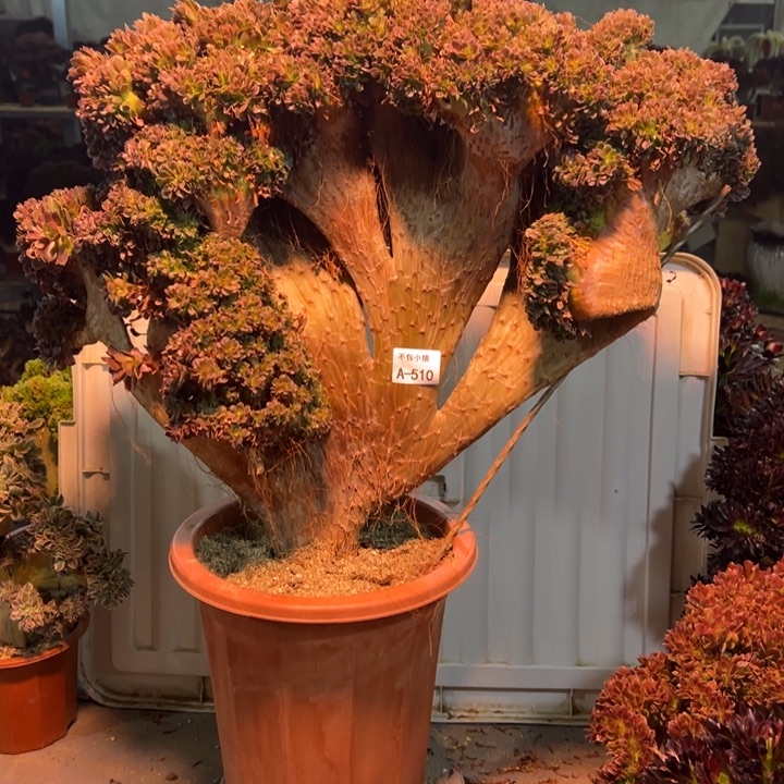 花***儿510玫瑰冠幅66厘米有伤不售后