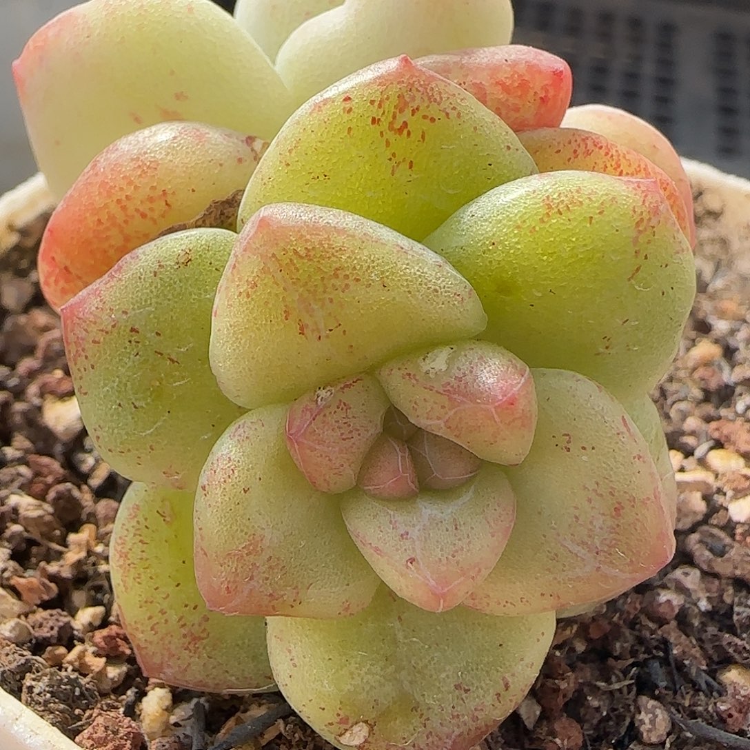 冰玉石化薄粉异色双头