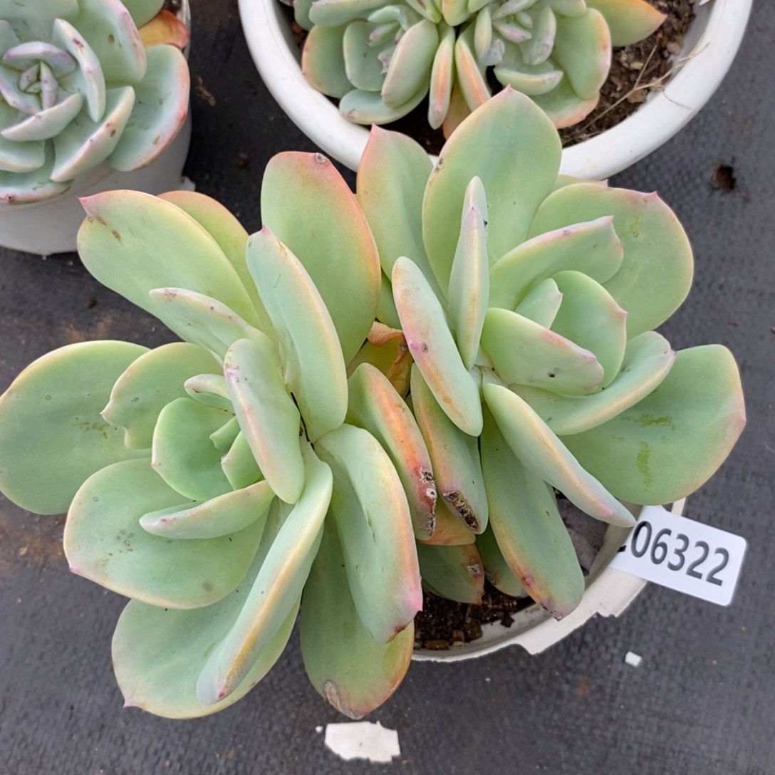 6322白凤一物一拍