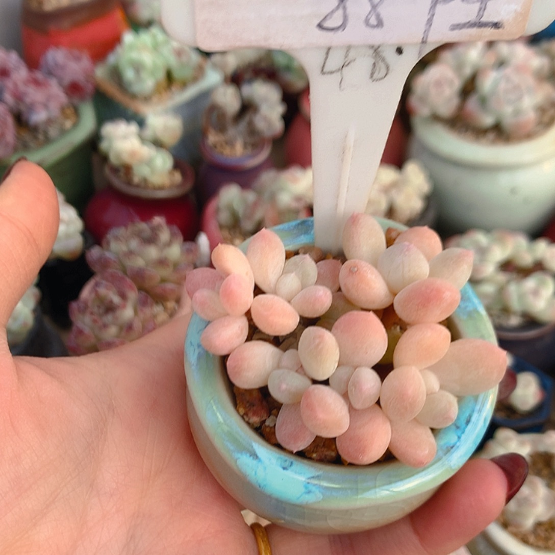 Shan带盆土发奶酪