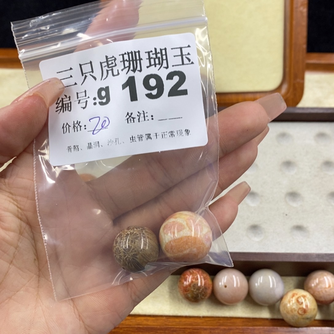 硅化珊瑚（珊瑚玉）未镶嵌1M**o