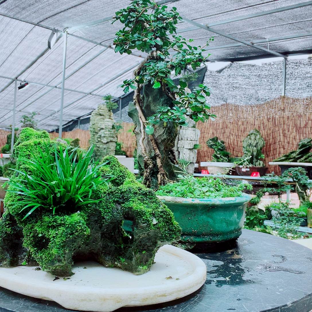 M***n当前无花栽培后可以开花