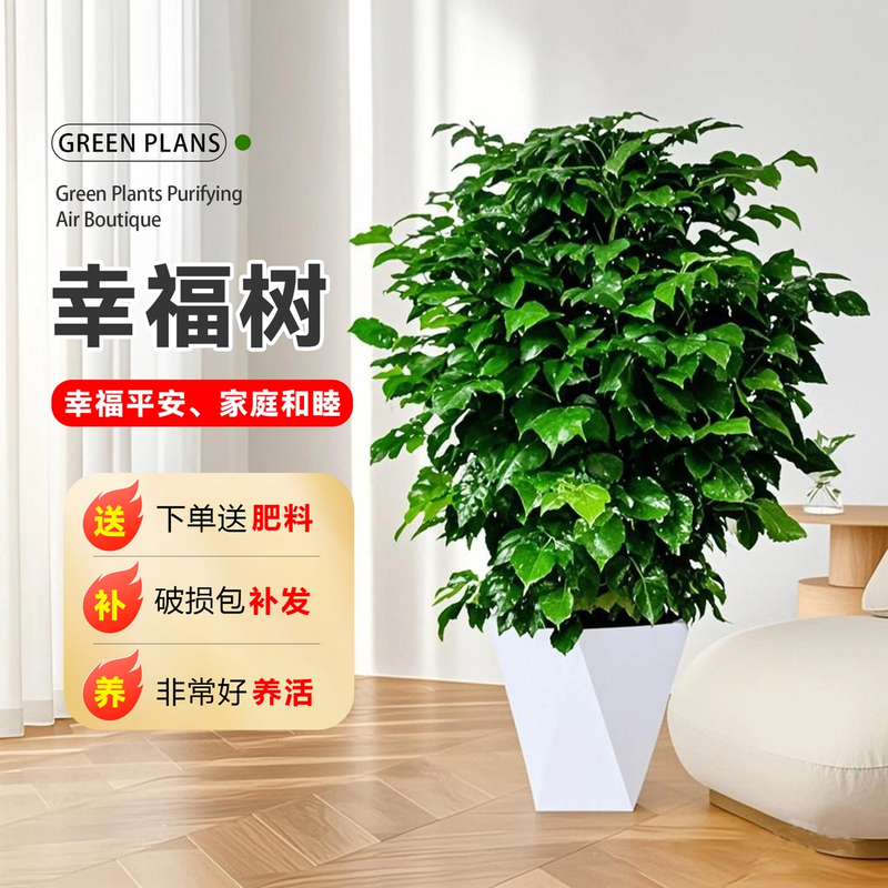丛生幸福树70-90cm大盆栽客厅净化空气办公室客厅植物观叶盆景