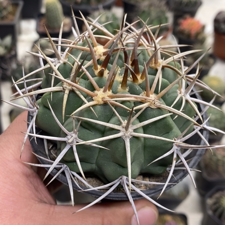 实生碧岩玉特价福利