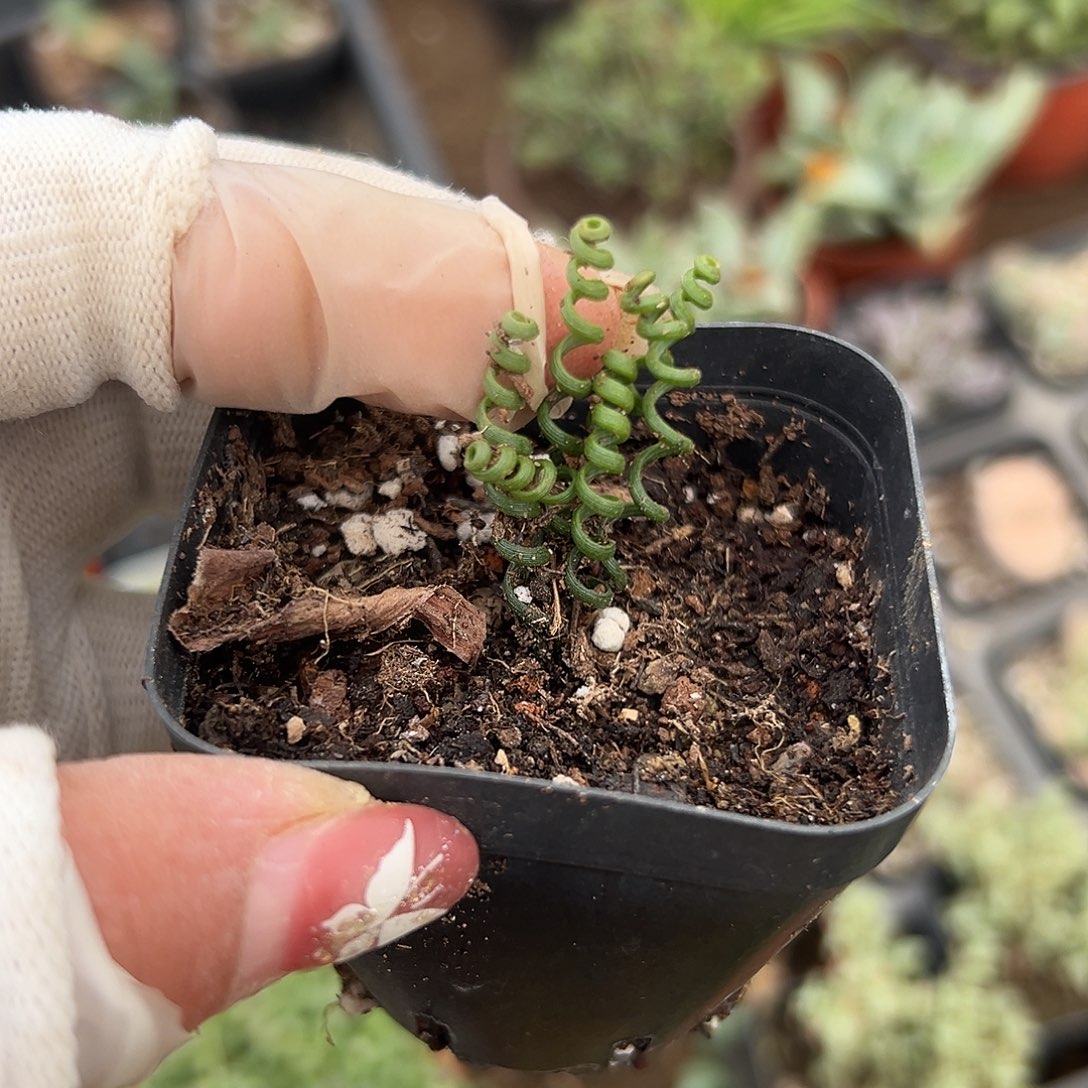 多肉植物钢丝弹簧草