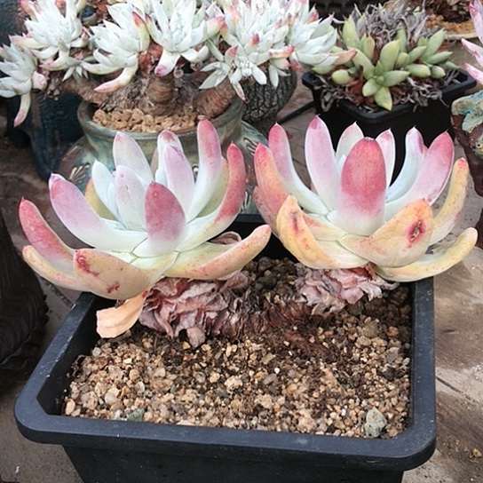 拇指仙女棒仙女棒