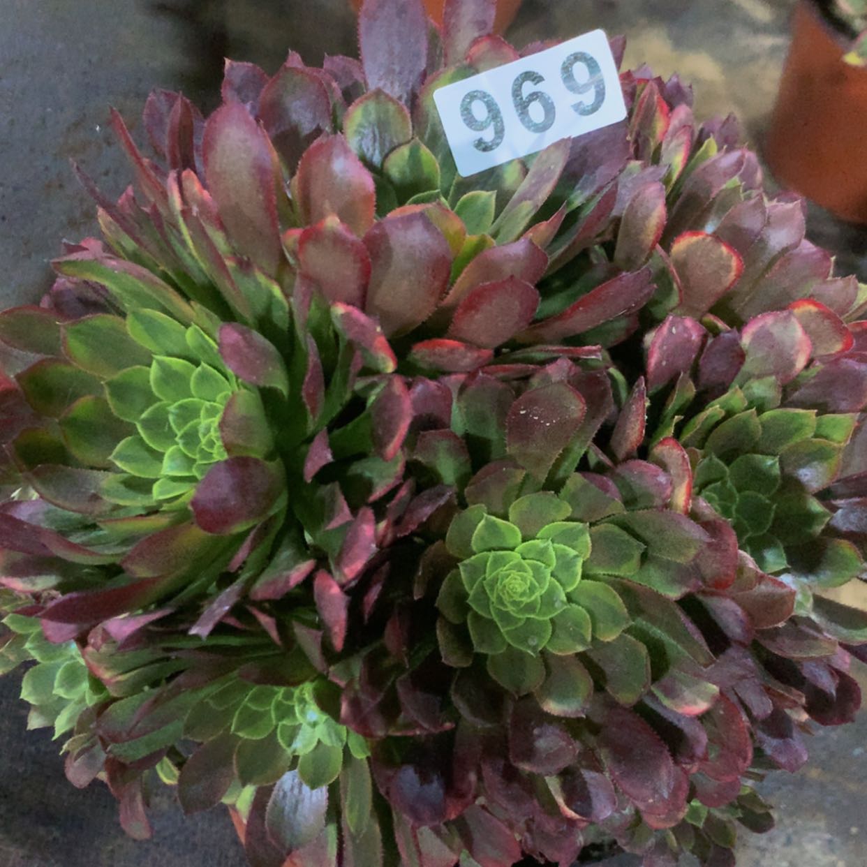 【闪购商品】969嘉年华多肉