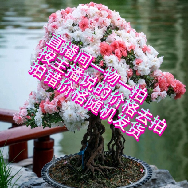 杜鹃花一物一拍粉色盆栽盆景老桩