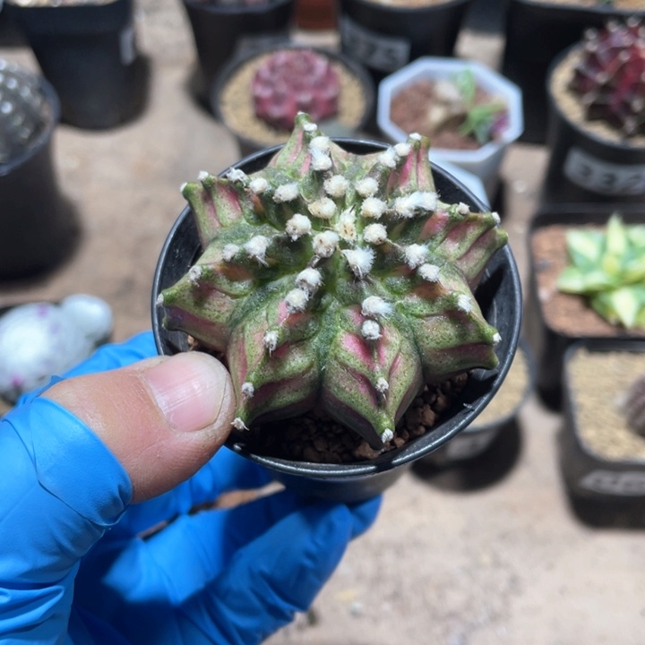 162实生泰系肋骨海神