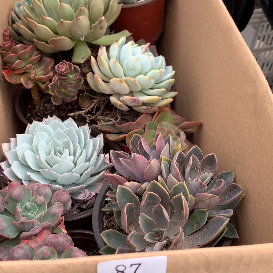 87一箱十棵不重复