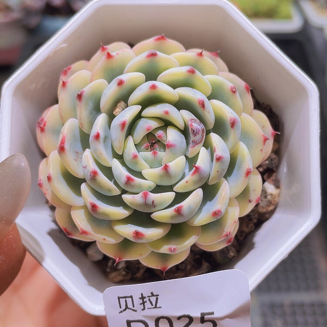 d25 精品多肉一物一拍