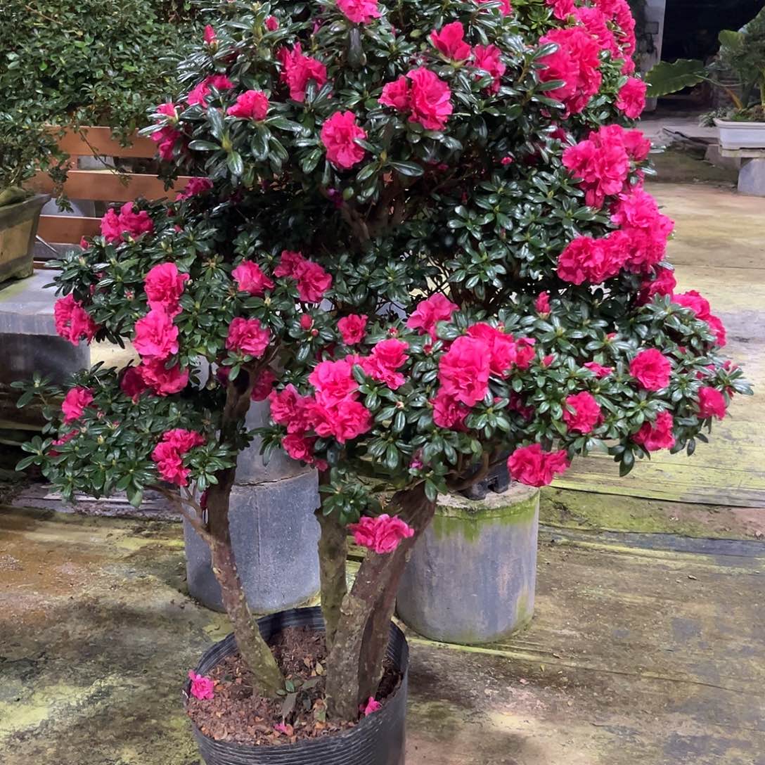 无花朵杜鹃老桩，杜鹃盆景