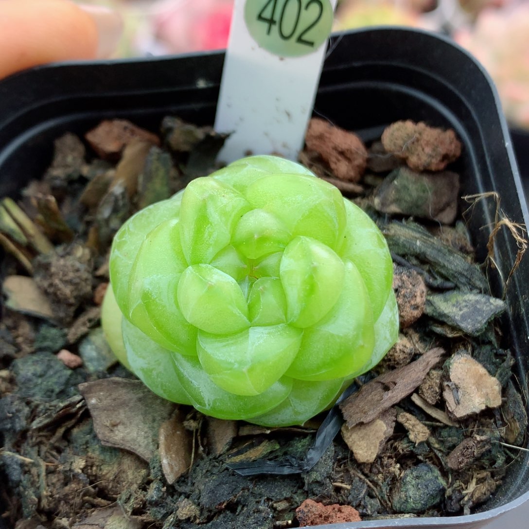 58包邮  群生不包整偏小402