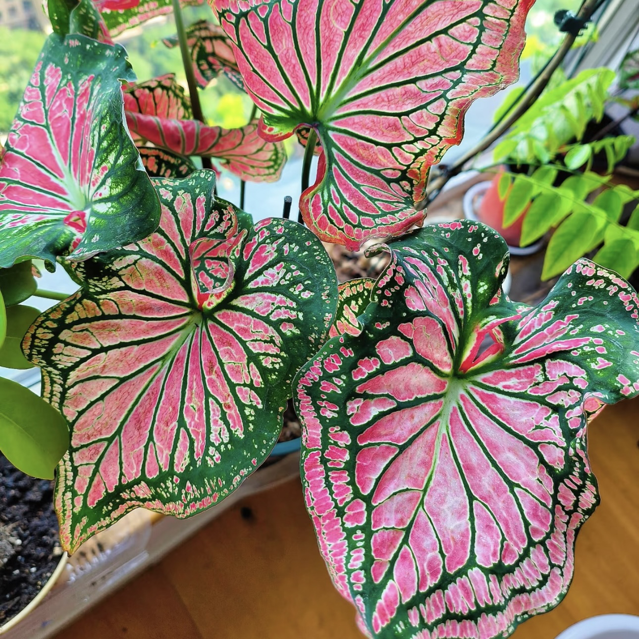 【120#泰国美人】彩叶芋热植耐热种球多年生绿植