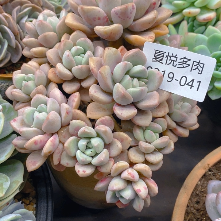 夏悦多肉 0219-41花瓣路