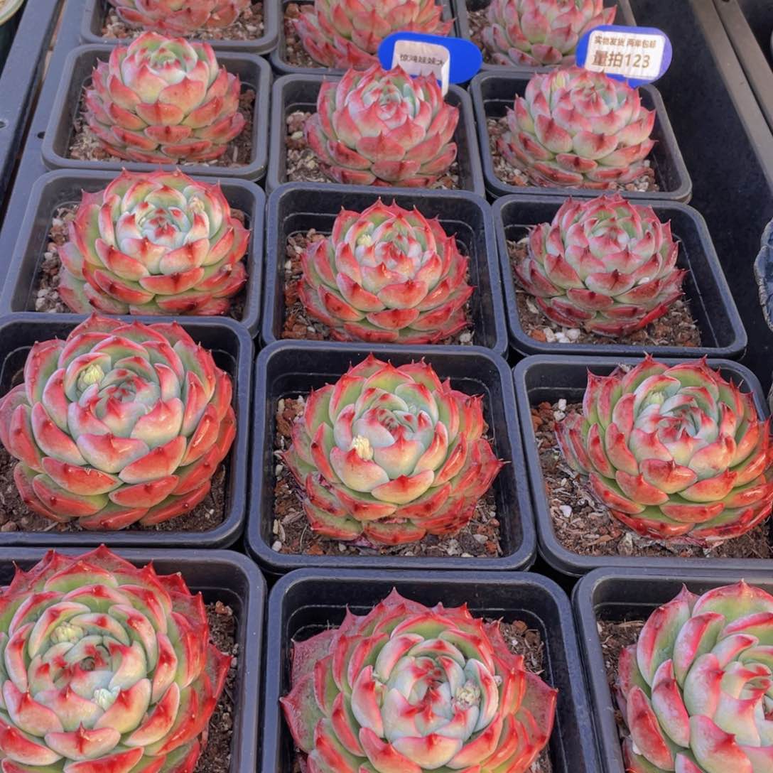 量拍123号 惊鸿娃娃大单头一个