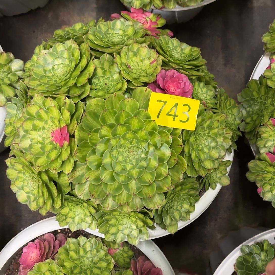 哈哈多肉葡萄知否743