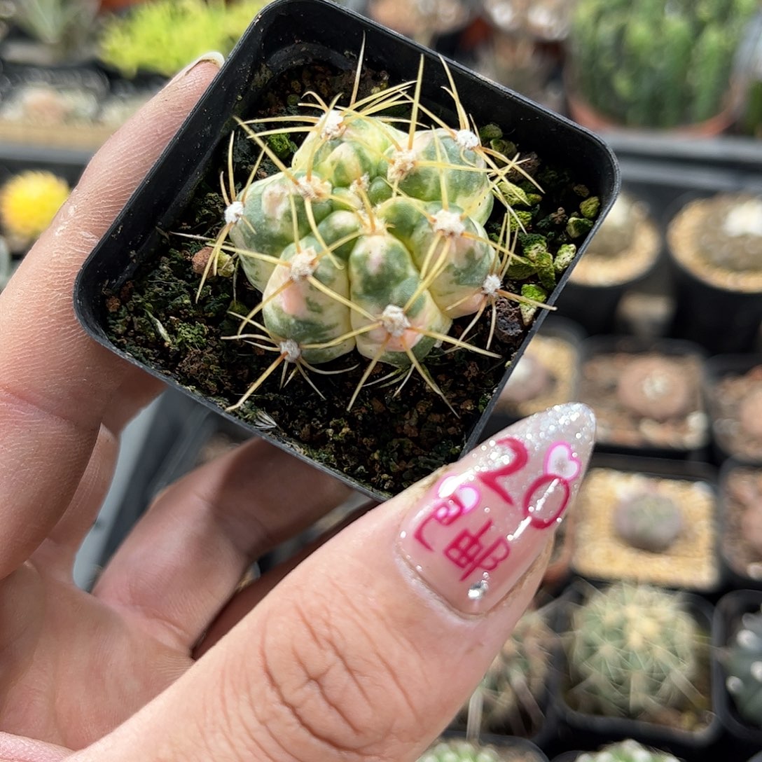 海王单头发货有根