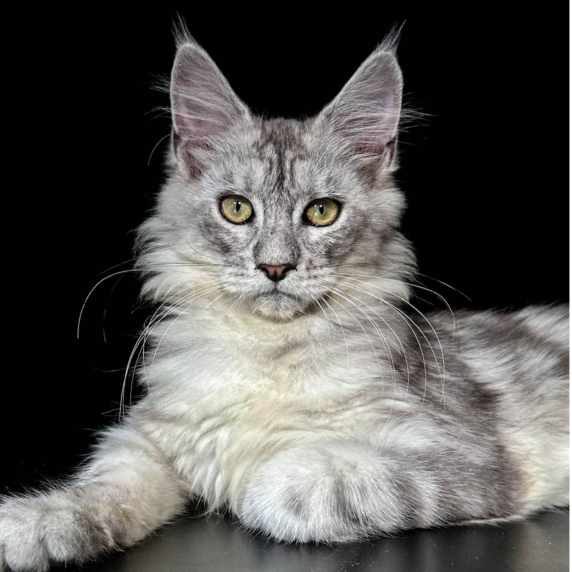 250号母银虎5+月龄缅因猫大嘴套爆毛博侍缅因烟灰色银虎可选