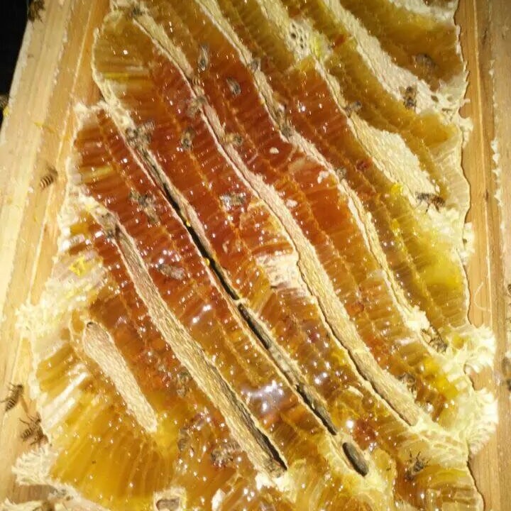 天然蜂巢蜜 农家纯正蜂窝蜜 可嚼食的成熟蜜 原生态滋补佳品