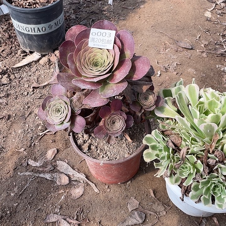 003魅金玫瑰多肉法师多肉